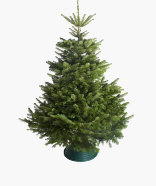 WIN a FREE Christmas Tree from BH Christmas Trees