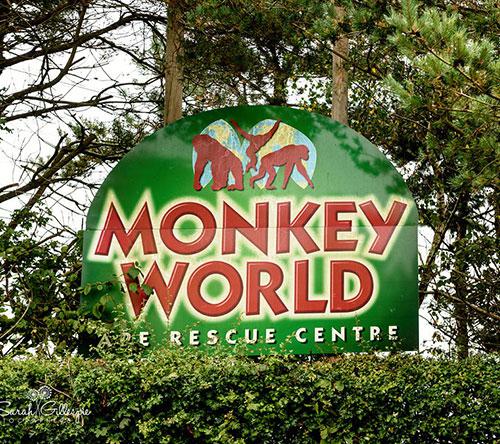 Monkey World