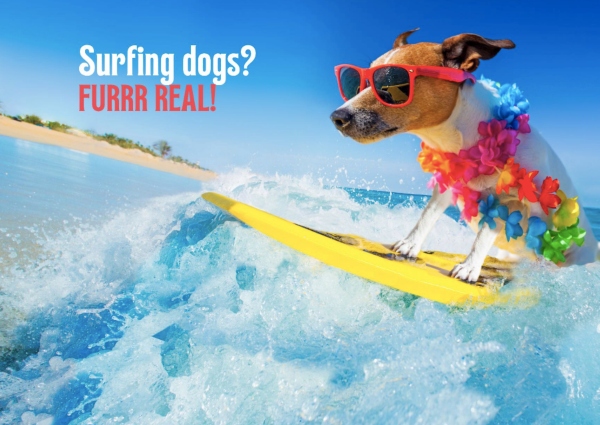 dog surfing