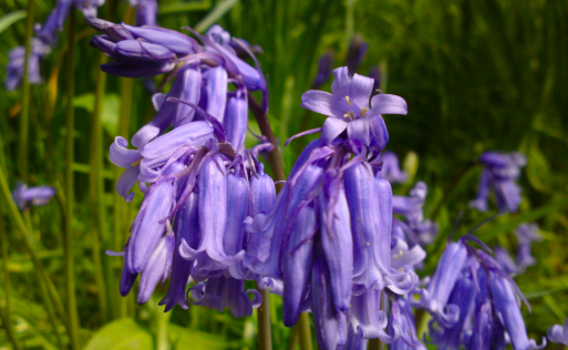 bluebell