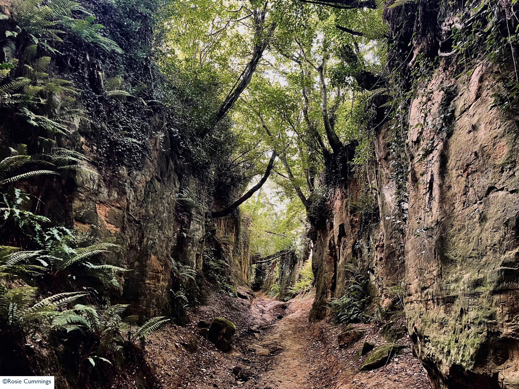 Symondsbury's hidden holloways gaining national and international attention